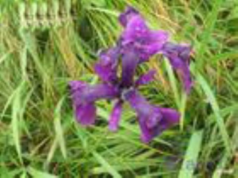  Iris Ensata Extract